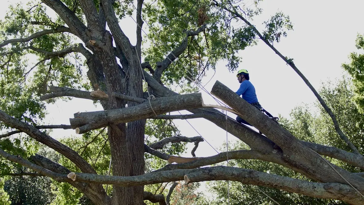 Professional Crown Thinning performed by certified arborists in Ghent